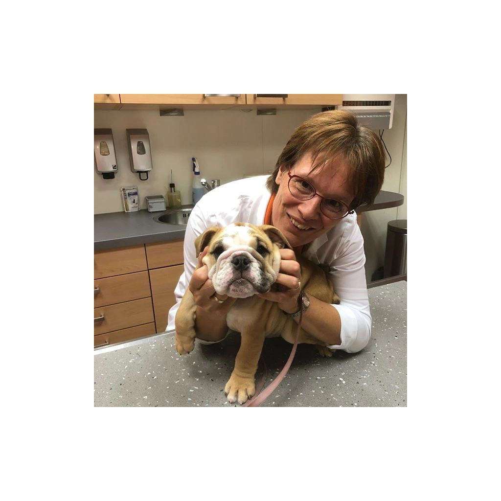 Una mujer acaricia a un Bulldog Inglés