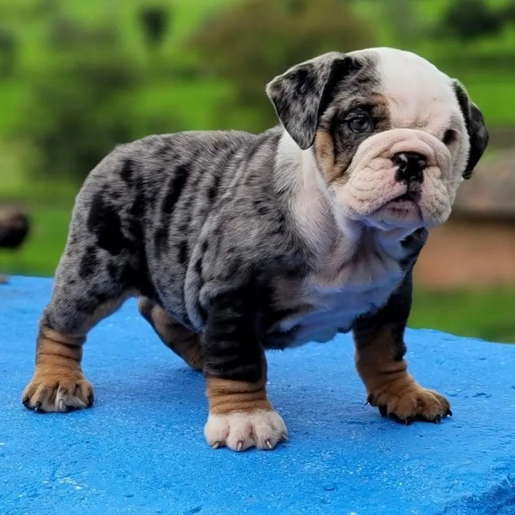 Bulldog Inglés Black Merle — ejemplar 2