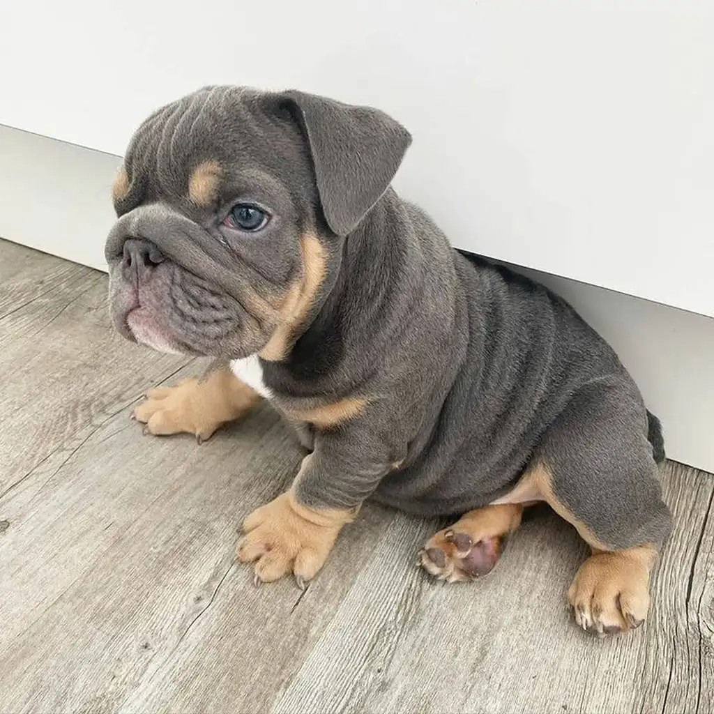 Bulldog Inglés Blue — ejemplar 2
