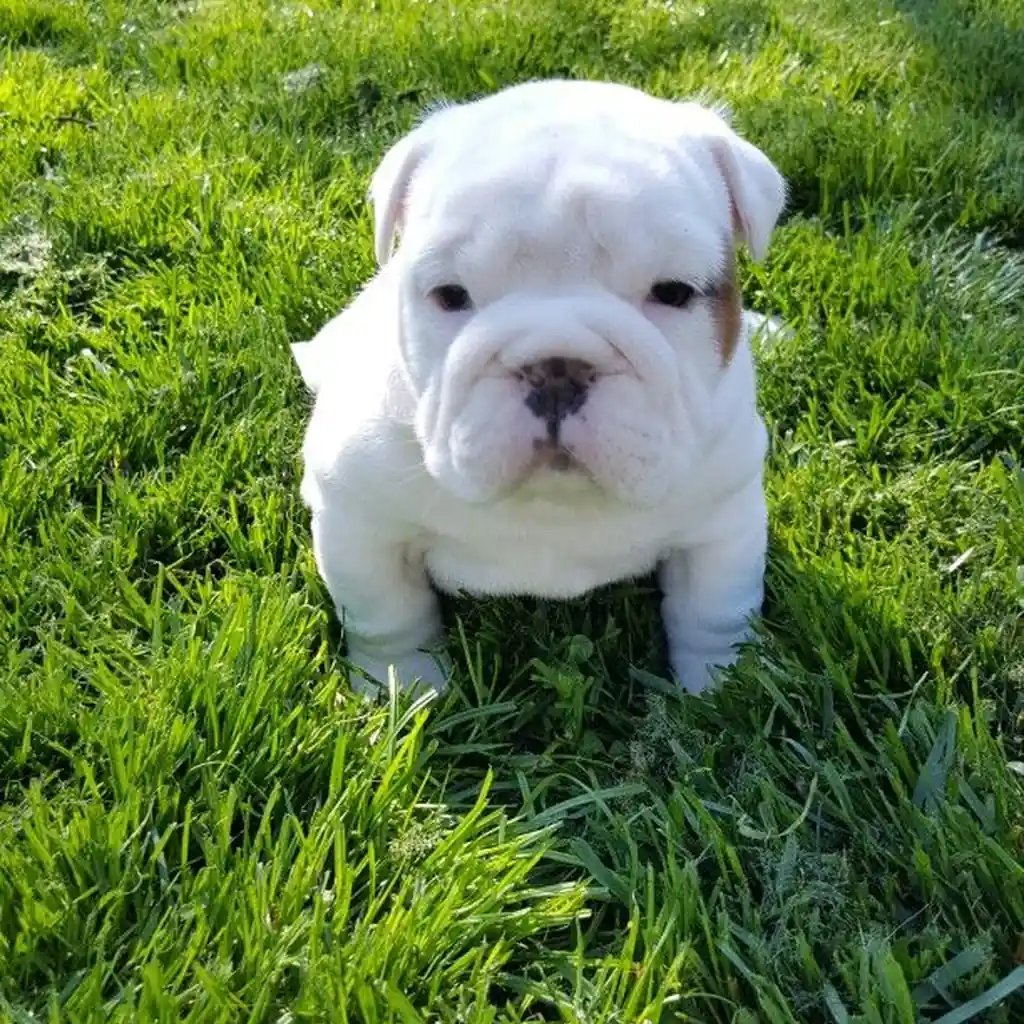 Bulldog Inglés blanco durante su entrenamiento