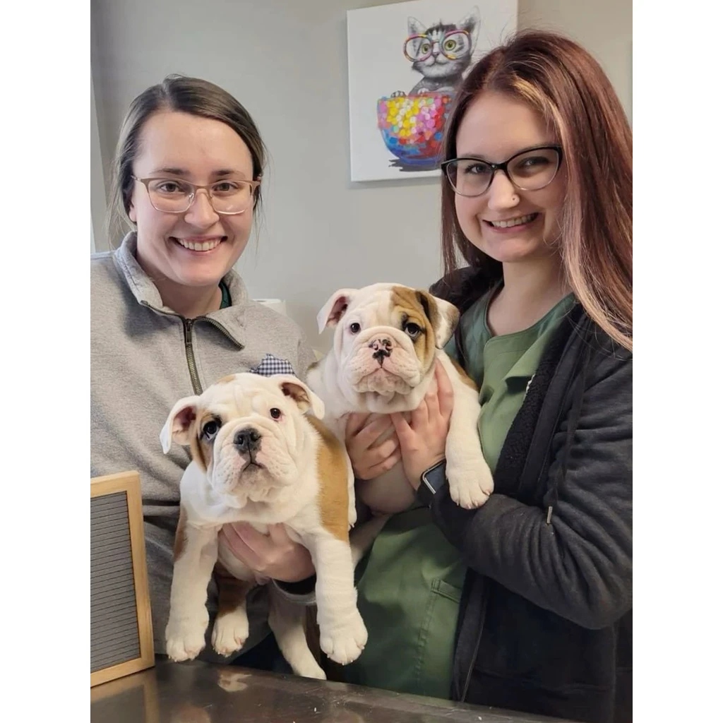 Dos mujeres sostienen dos Bulldogs Ingleses