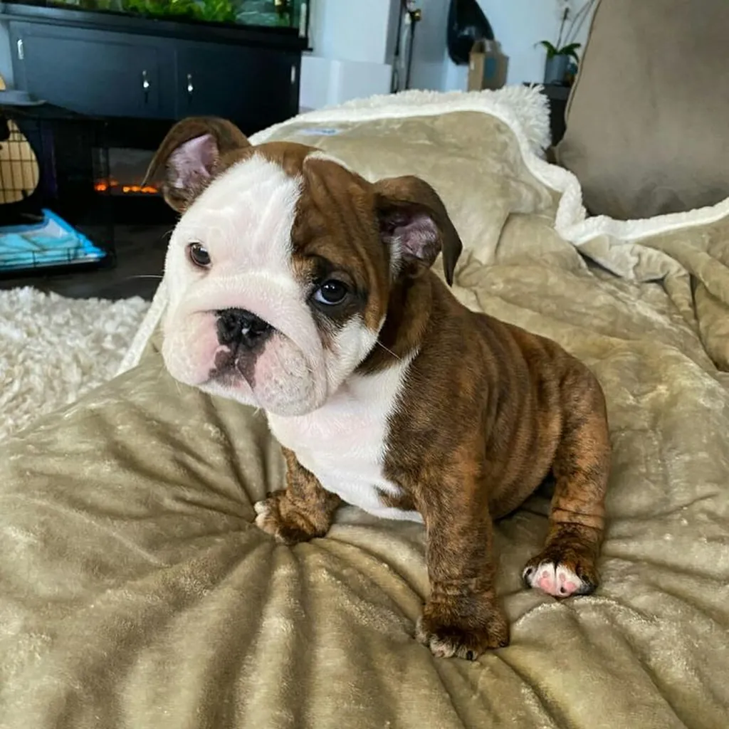 Bulldog Inglés Brindle — ejemplar 2