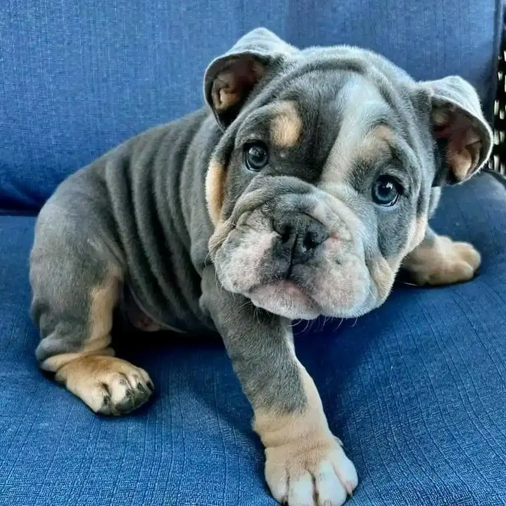 Bulldog Inglés Blue — ejemplar 4
