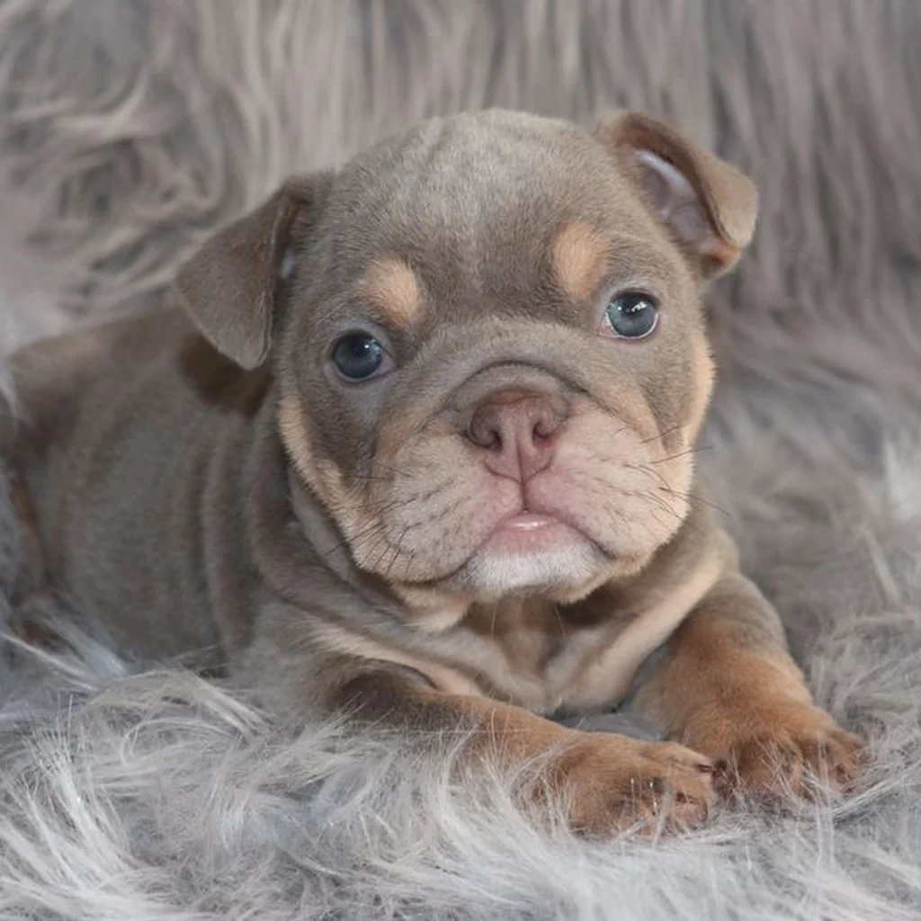 Bulldog Inglés color Lilac