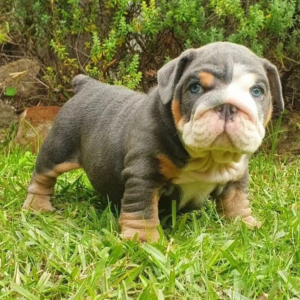 Bulldog Inglés color Blue