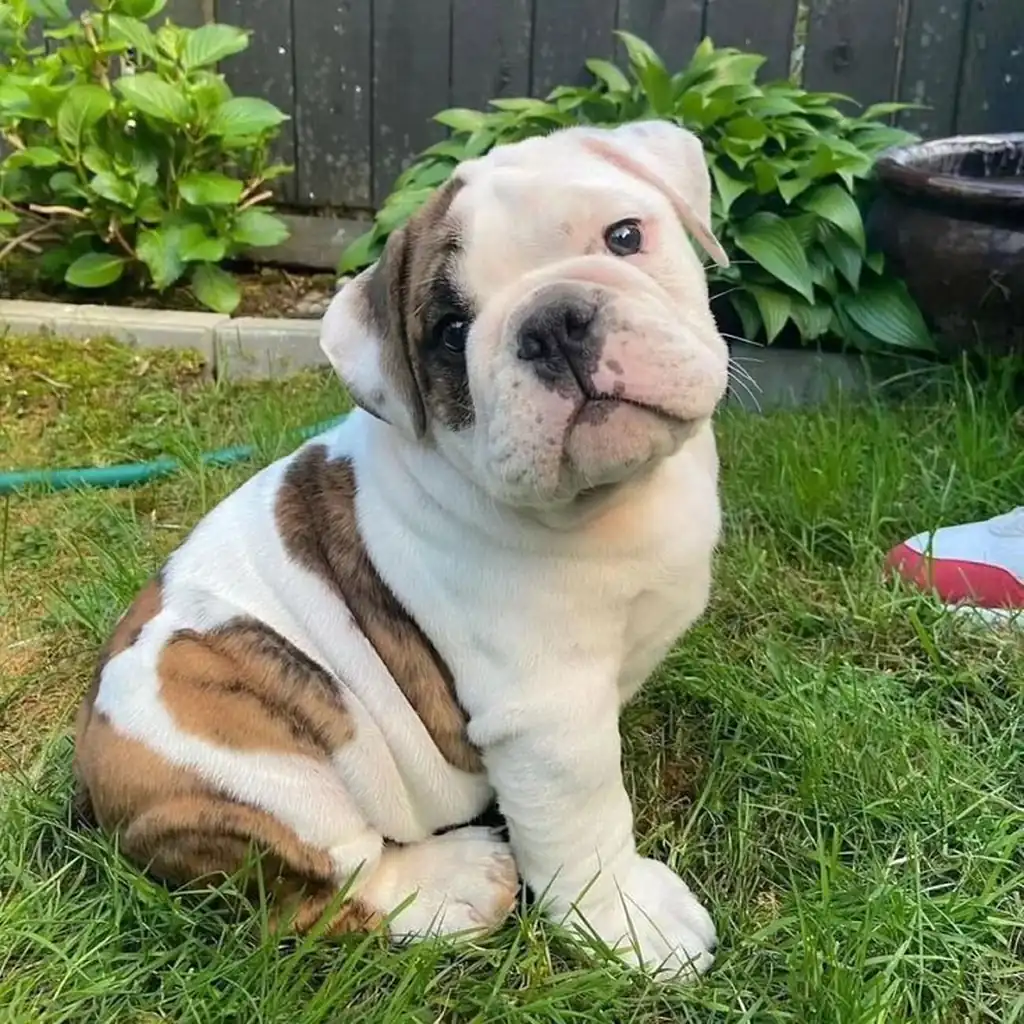Bulldog Inglés color Pied