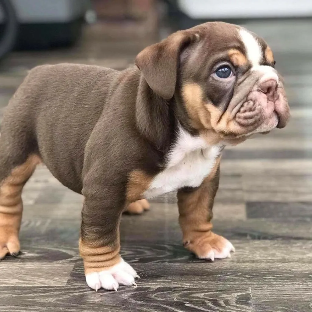 Bulldog Inglés Chocolate — ejemplar 2