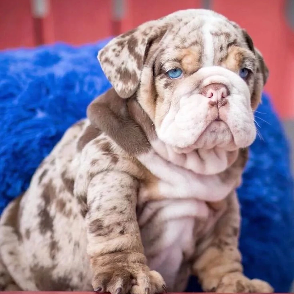 Bulldog Inglés Chocolate Merle — ejemplar 4