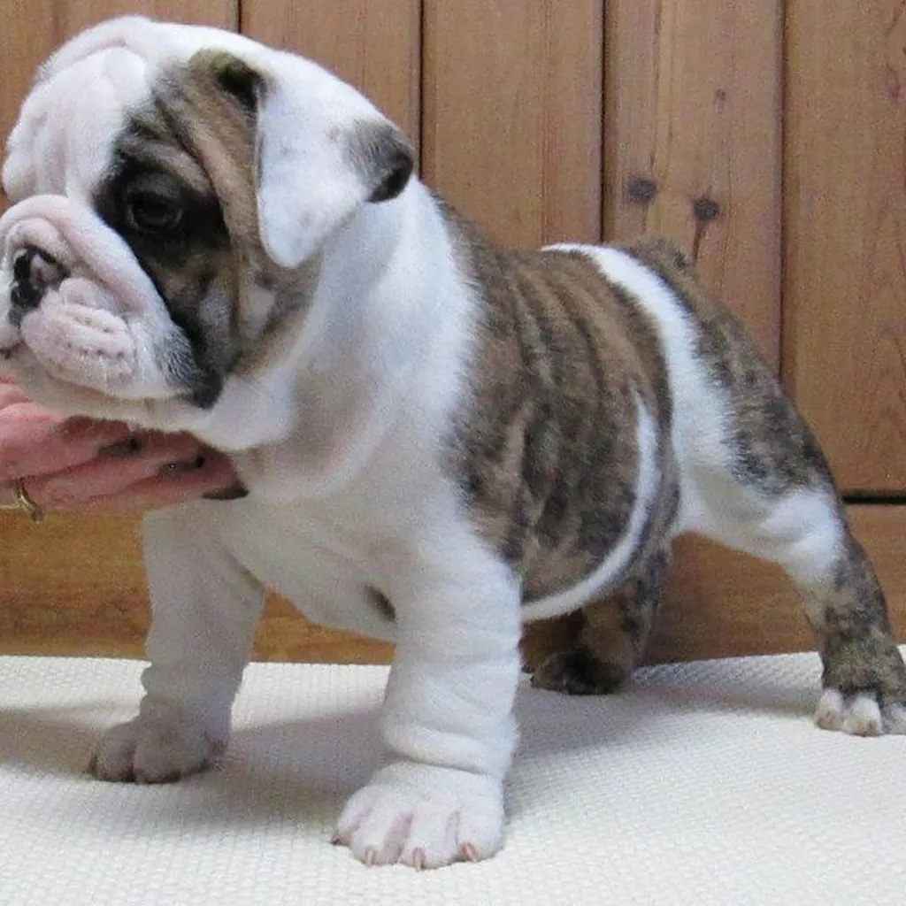 Bulldog Inglés Brindle — ejemplar 3