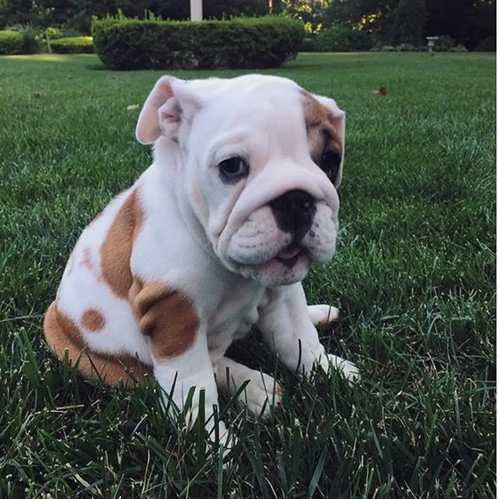 Bulldog Inglés Pied — ejemplar 4