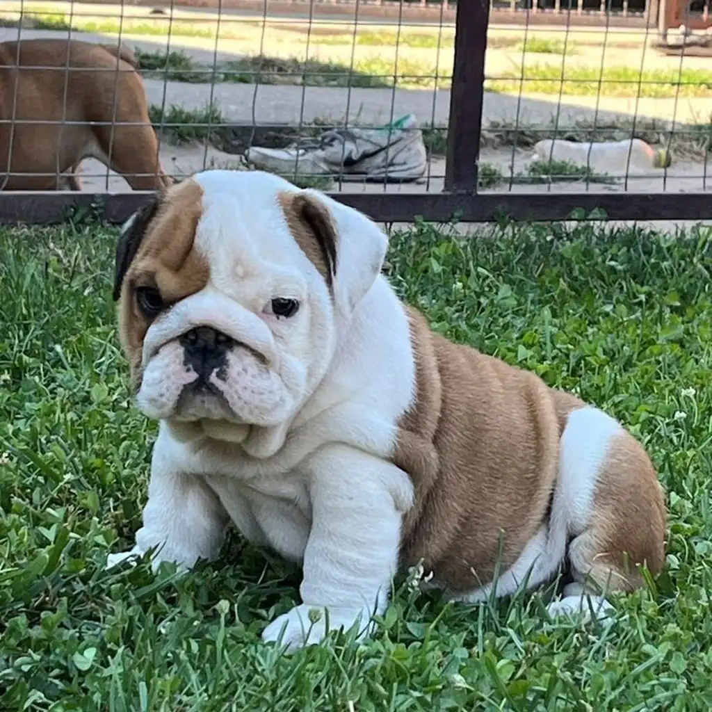 Bulldogs en el criadero Perros Llano Grande