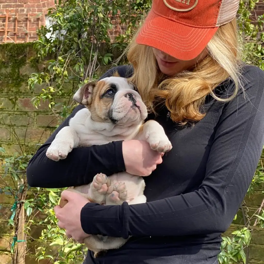 Una mujer con gorra acaricia a un cachorro de Bulldog Inglés