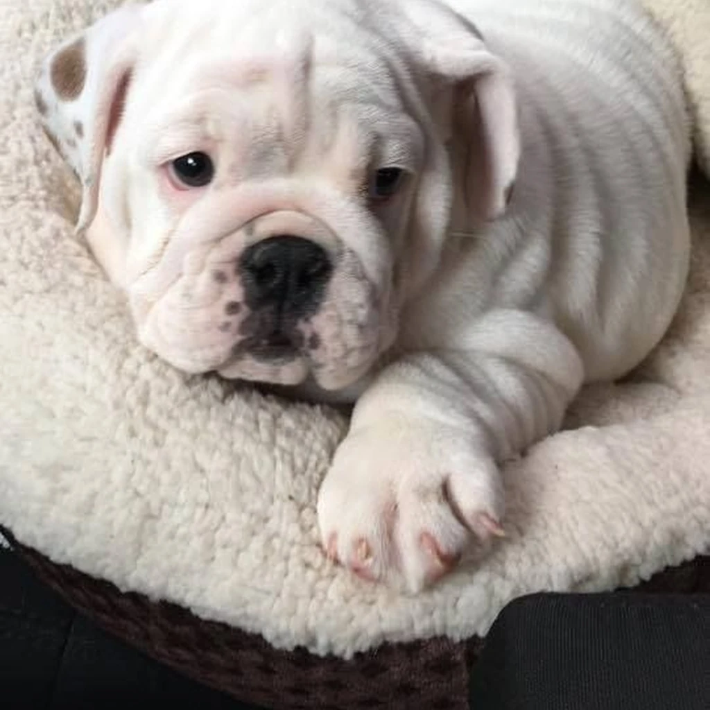 Bulldog Inglés color White