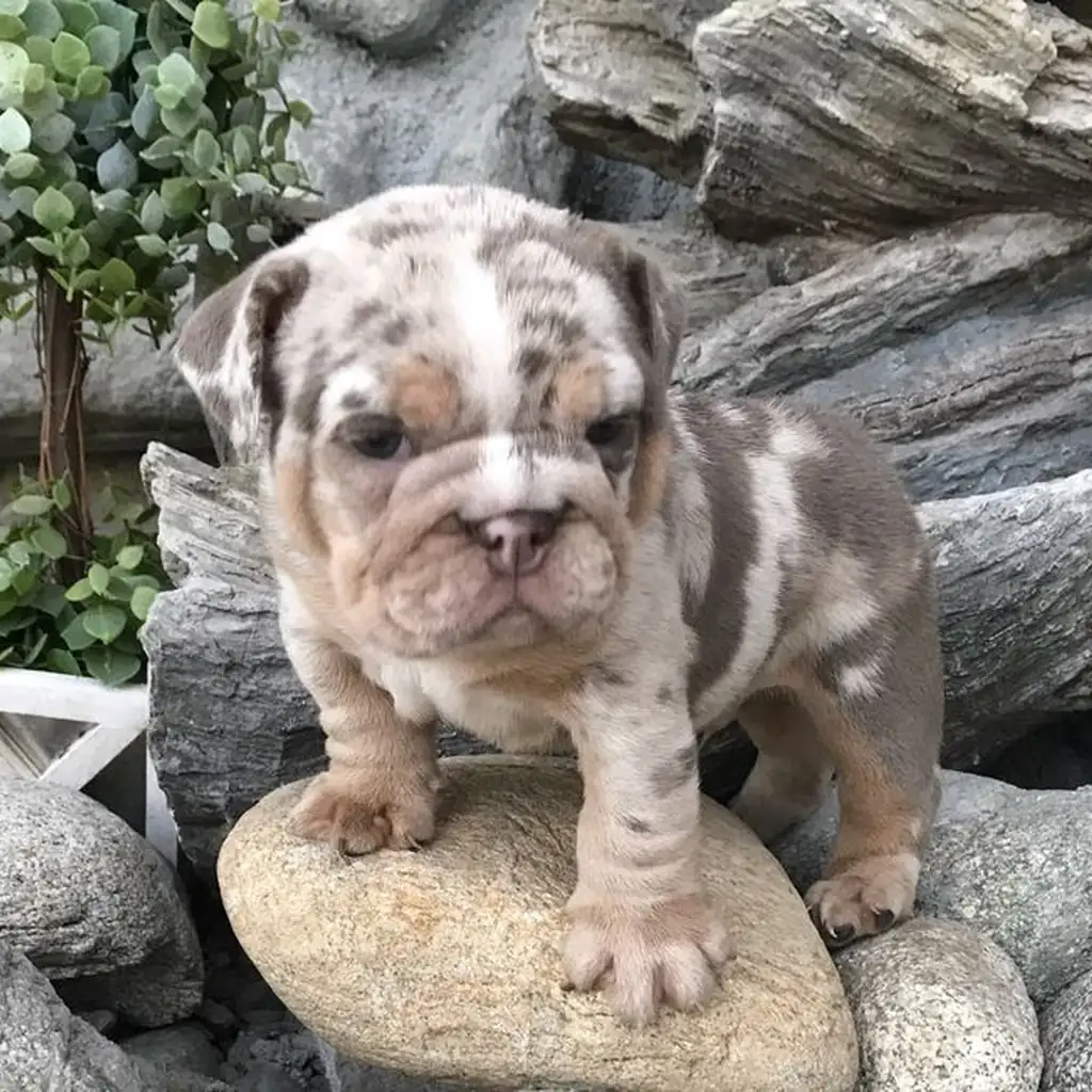 Bulldog Inglés Isabella Merle — ejemplar 3