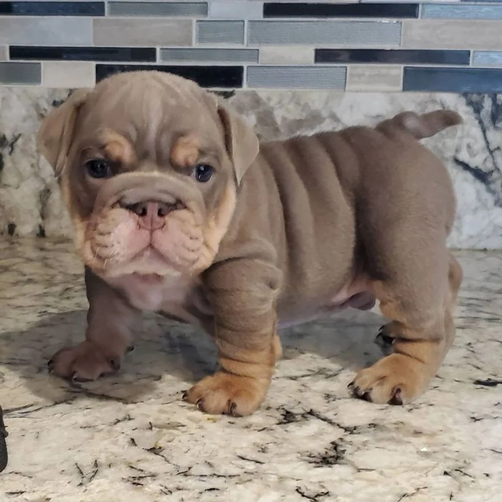 Bulldog Inglés Lilac — ejemplar 3