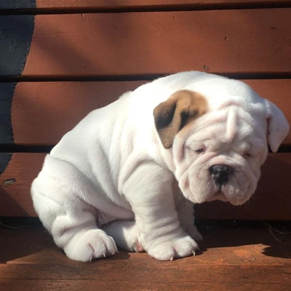 Bulldog Inglés Pied — ejemplar 3