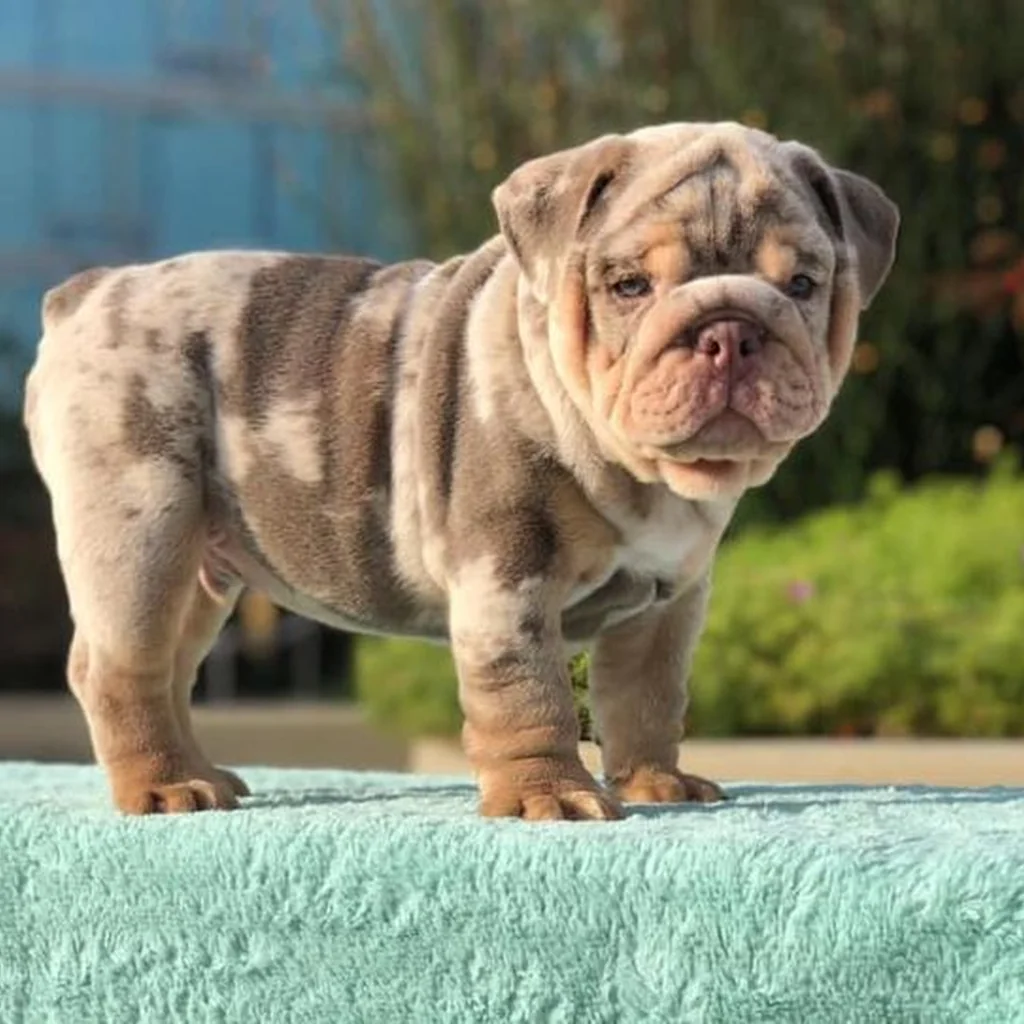 Bulldog Inglés Chocolate Merle — ejemplar 2