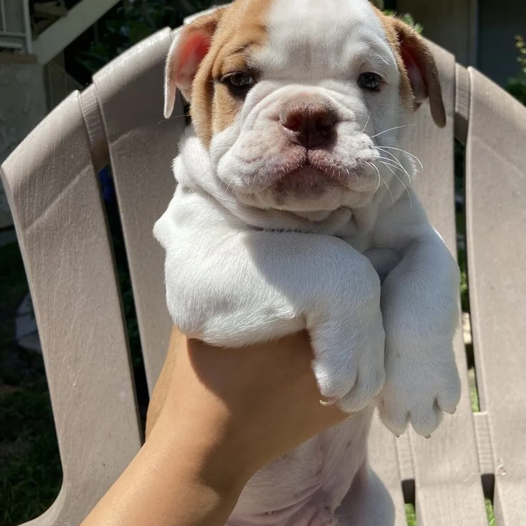 Bulldog Inglés Pied — ejemplar 2