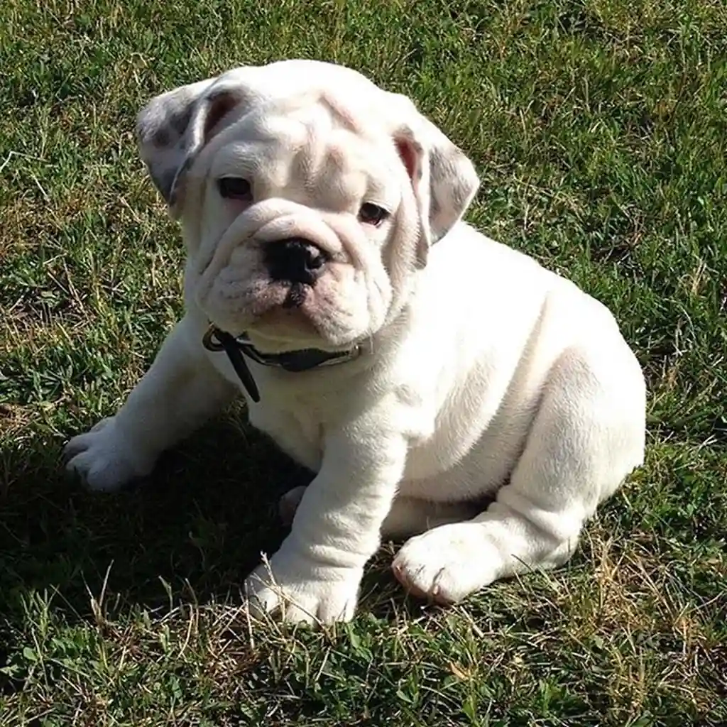 Bulldog Inglés White — ejemplar 4