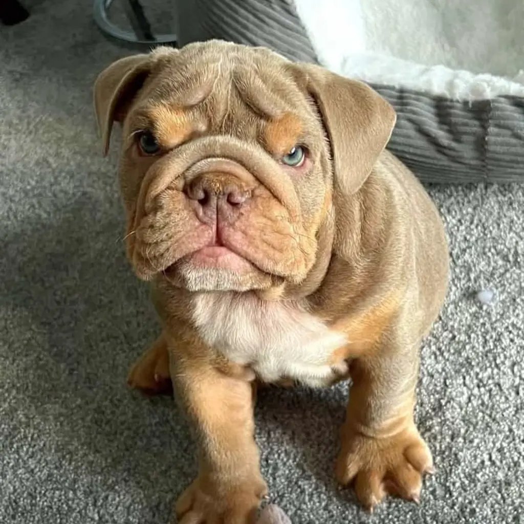 Bulldog Inglés Lilac — ejemplar 4
