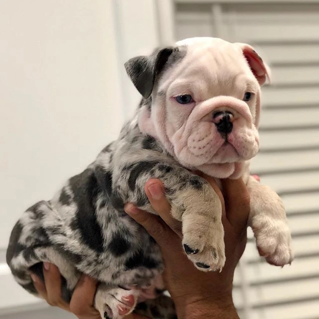 Bulldog Inglés Black Merle — ejemplar 3