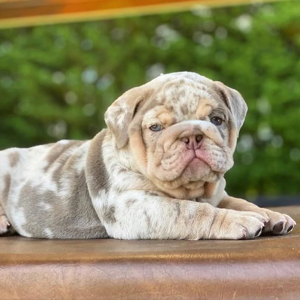 Bulldog Inglés Isabella Merle — ejemplar 2
