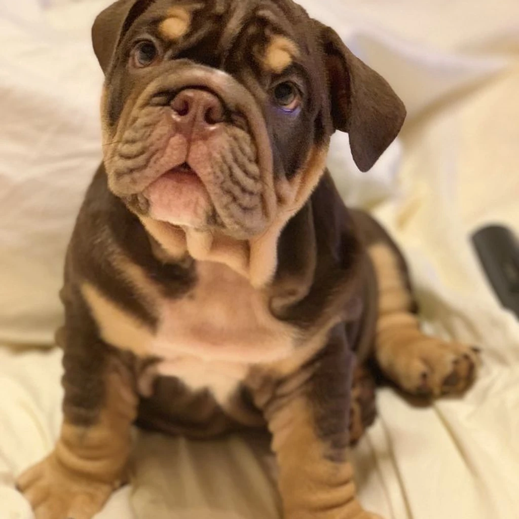 Bulldog Inglés Chocolate — ejemplar 4