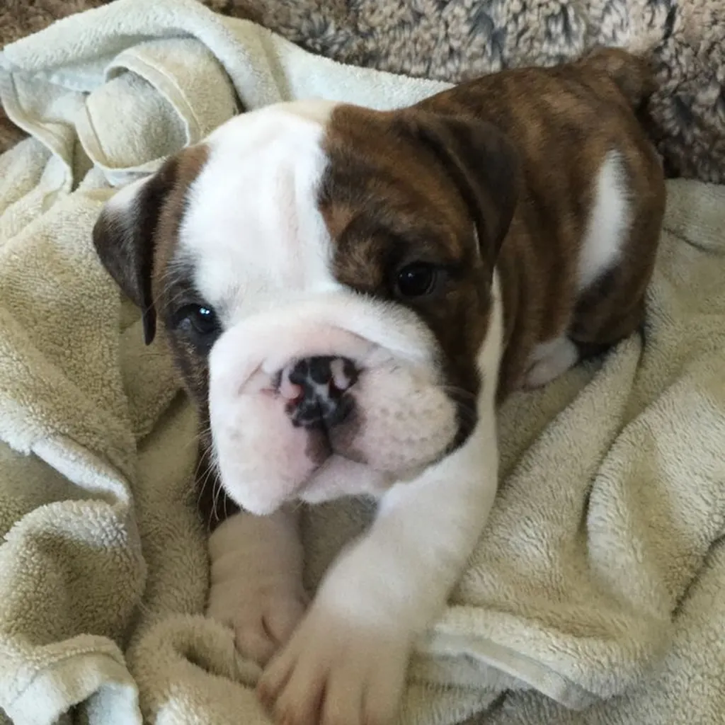 Bulldog Inglés color Brindle