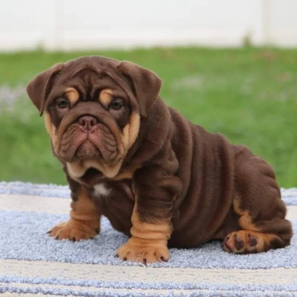 Bulldog Inglés color Chocolate