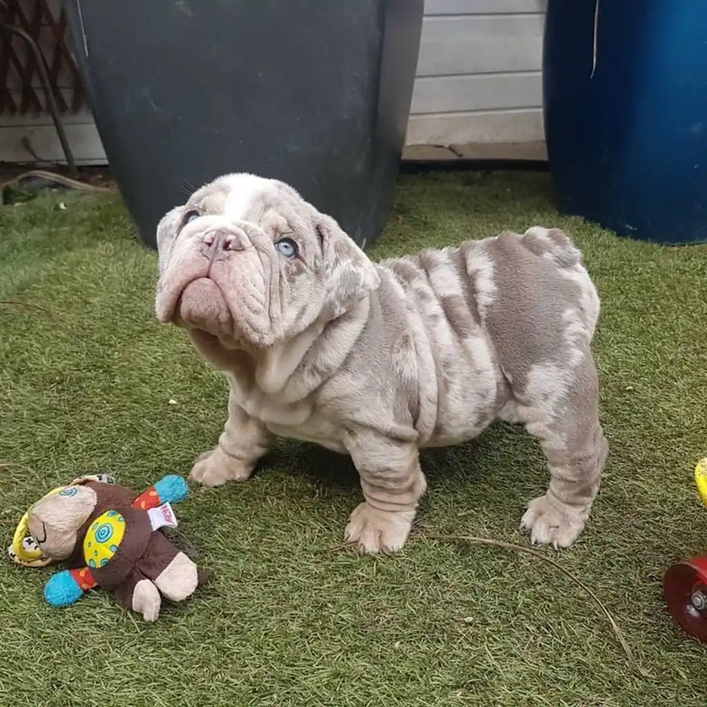 Bulldog Inglés Isabella Merle — ejemplar 4