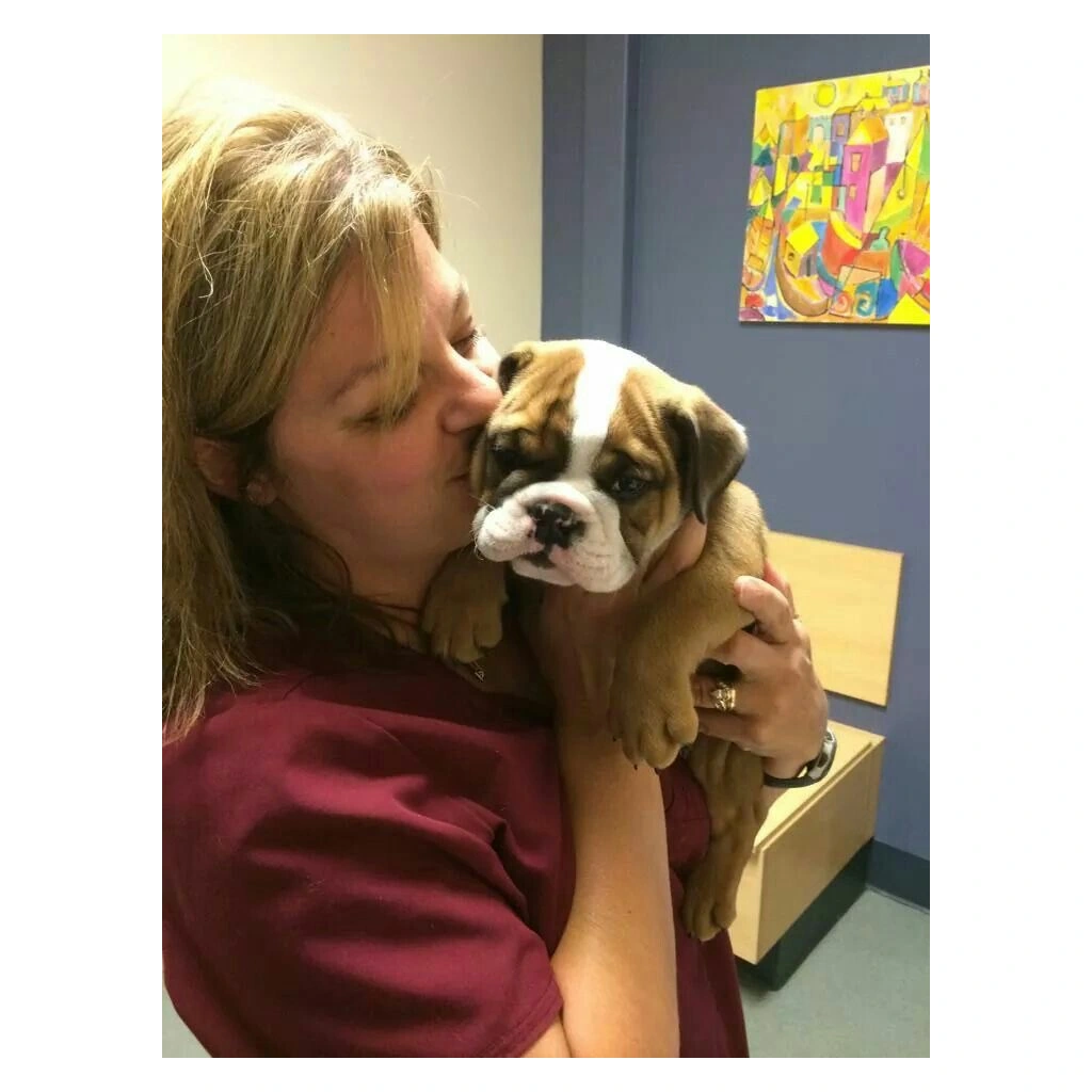 Una mujer abraza a su Bulldog Inglés en casa
