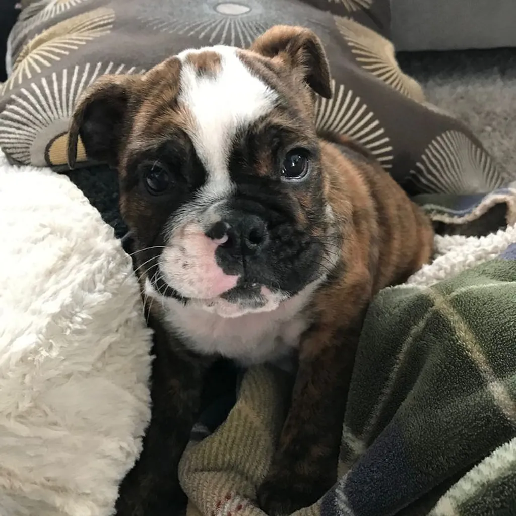 Bulldog Inglés Brindle — ejemplar 4