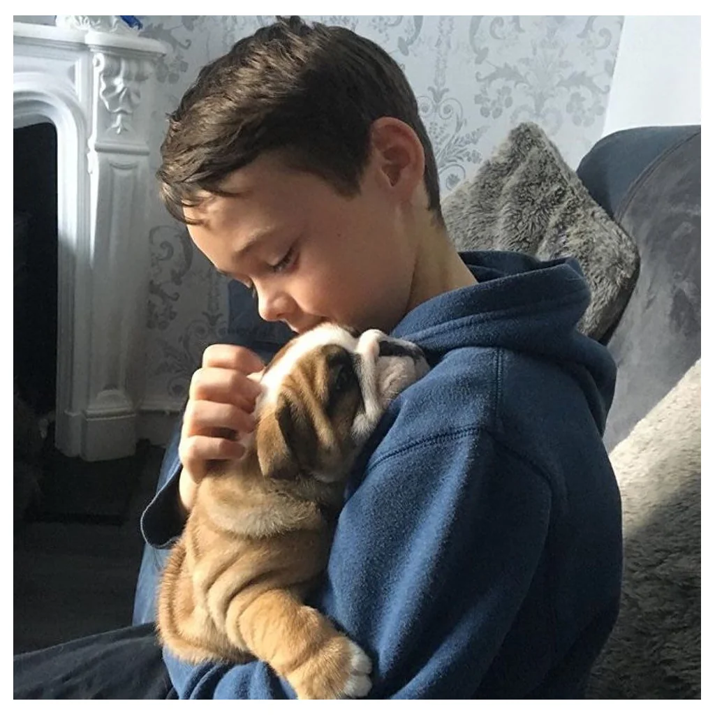Un niño abraza a un cachorro de Bulldog Inglés