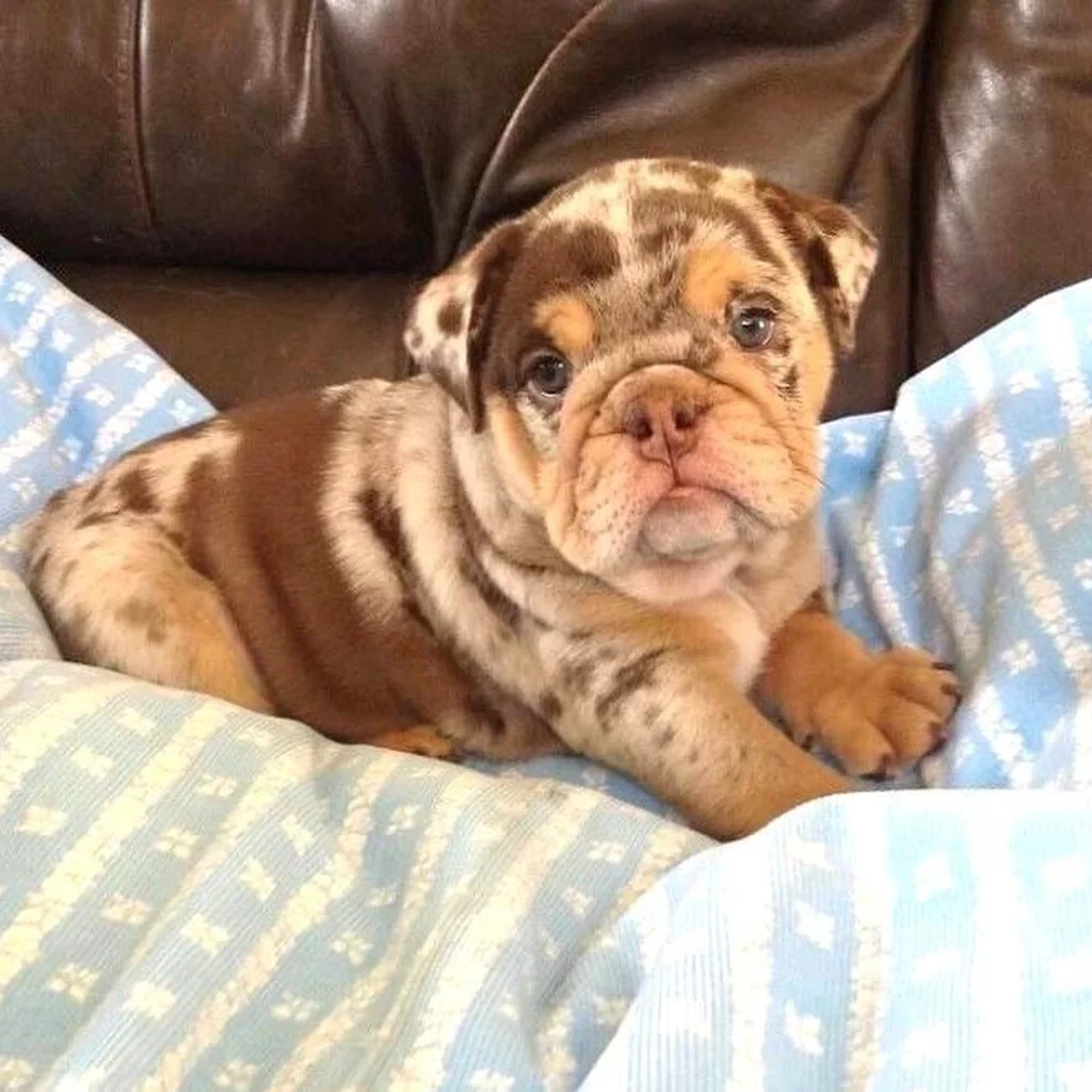 Bulldog Inglés color Chocolate Merle