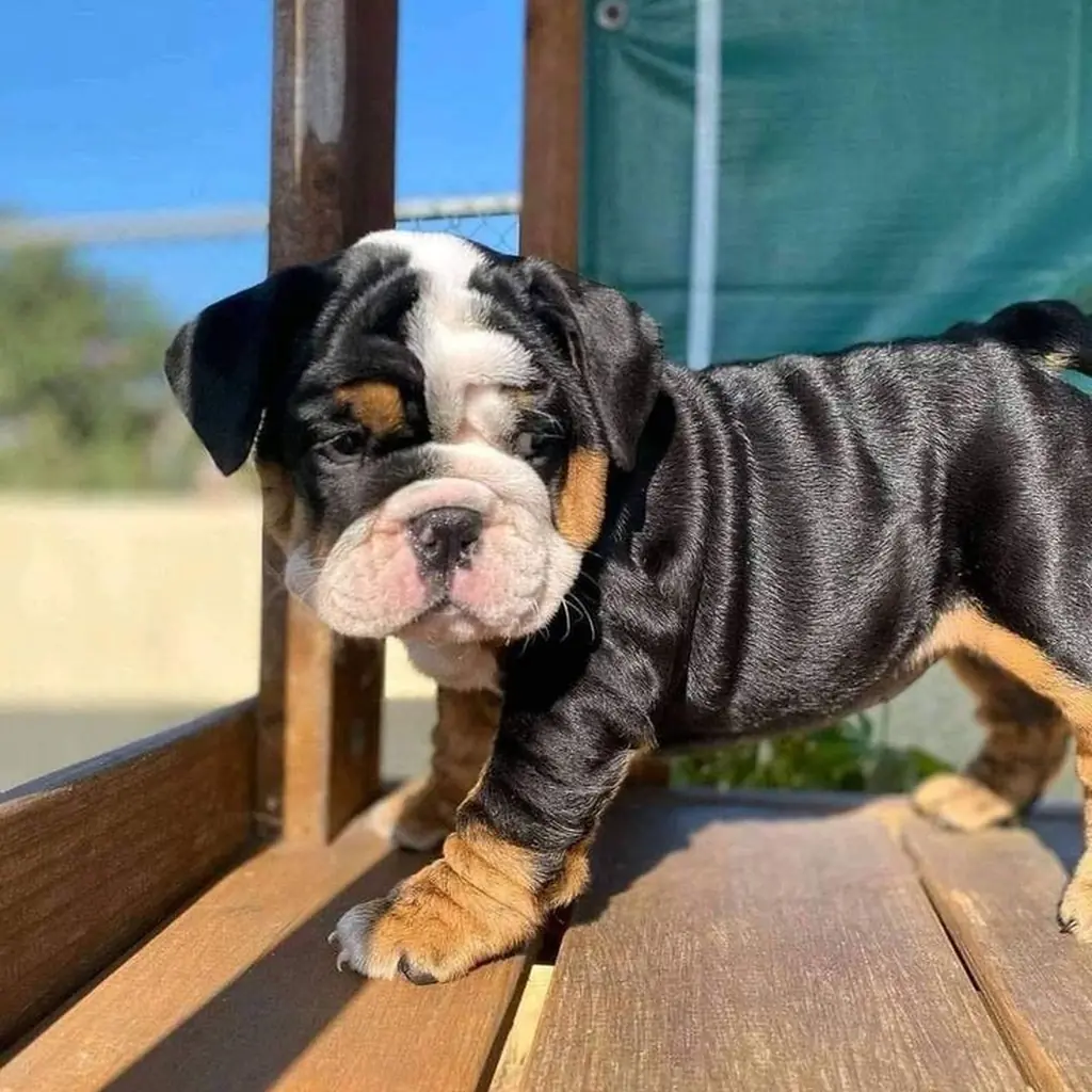 Bulldog Inglés Black and Tan — ejemplar 3