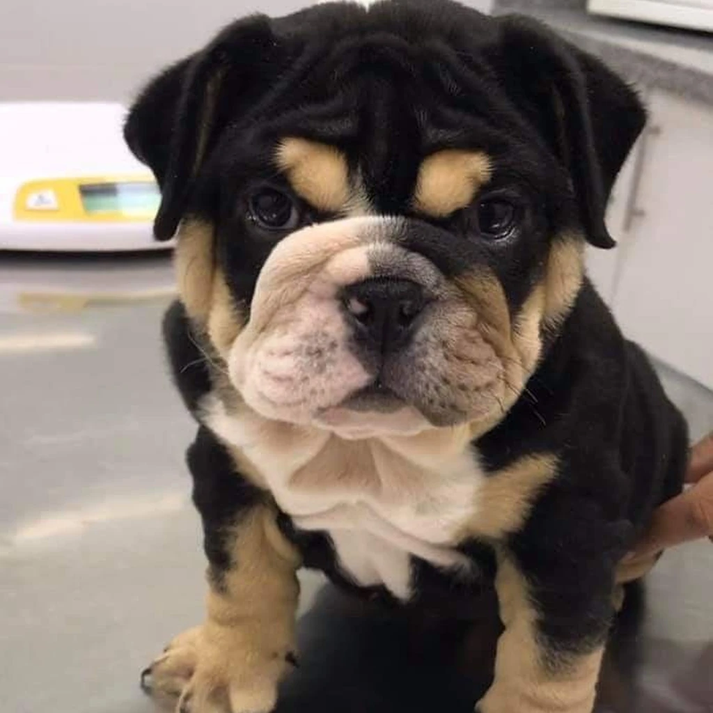 Bulldog Inglés color Black and Tan