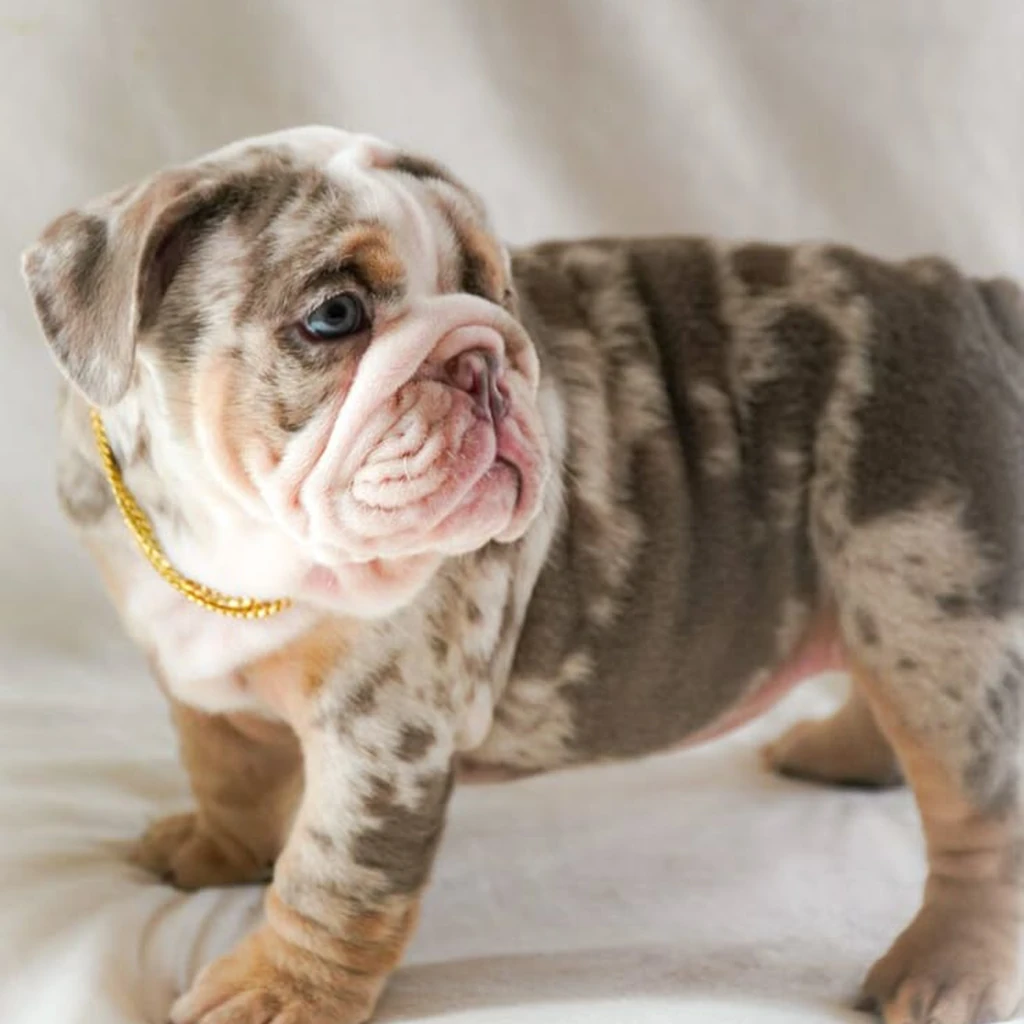 Bulldog Inglés Chocolate Merle — ejemplar 3