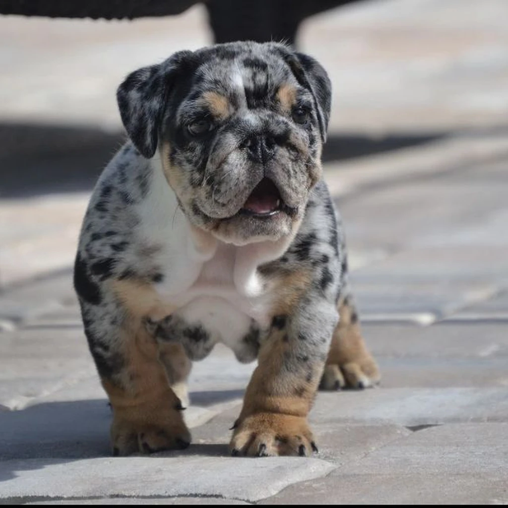 Bulldog Inglés Black Merle — ejemplar 4