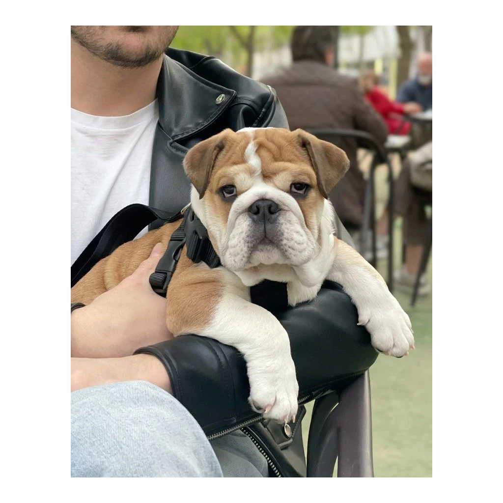 Un cachorro de Bulldog Inglés en brazos