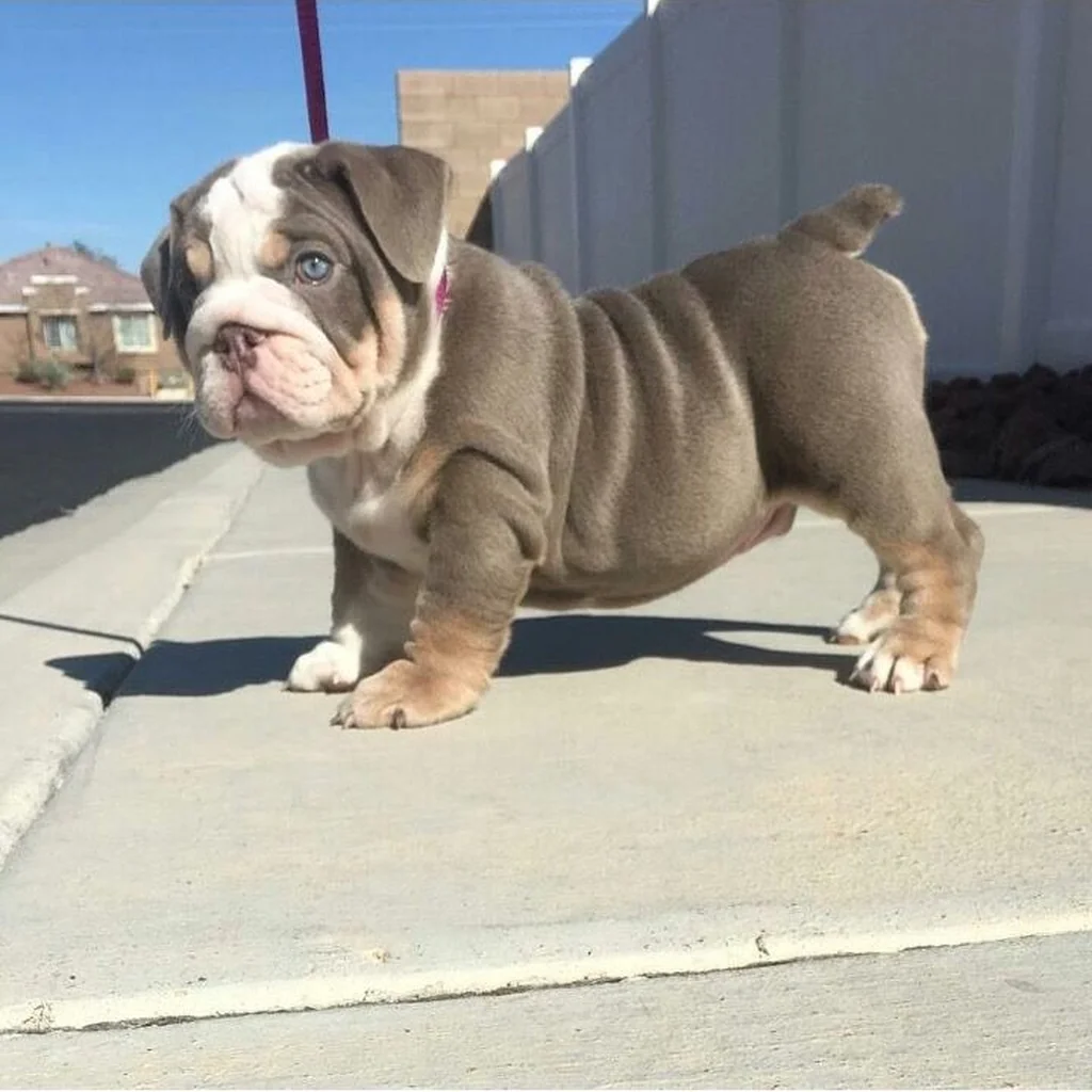 Bulldog Inglés Lilac — ejemplar 2