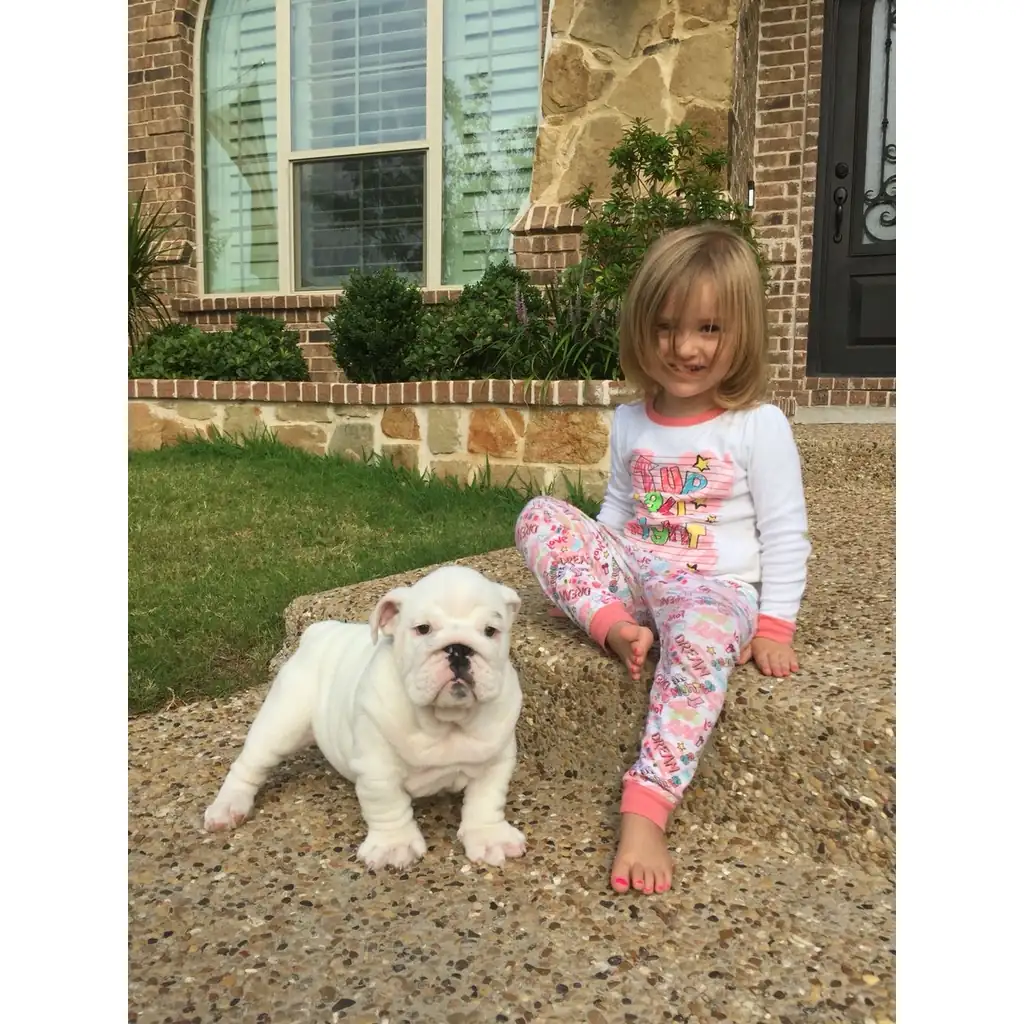 Una niña junto a un Bulldog Inglés en el jardín