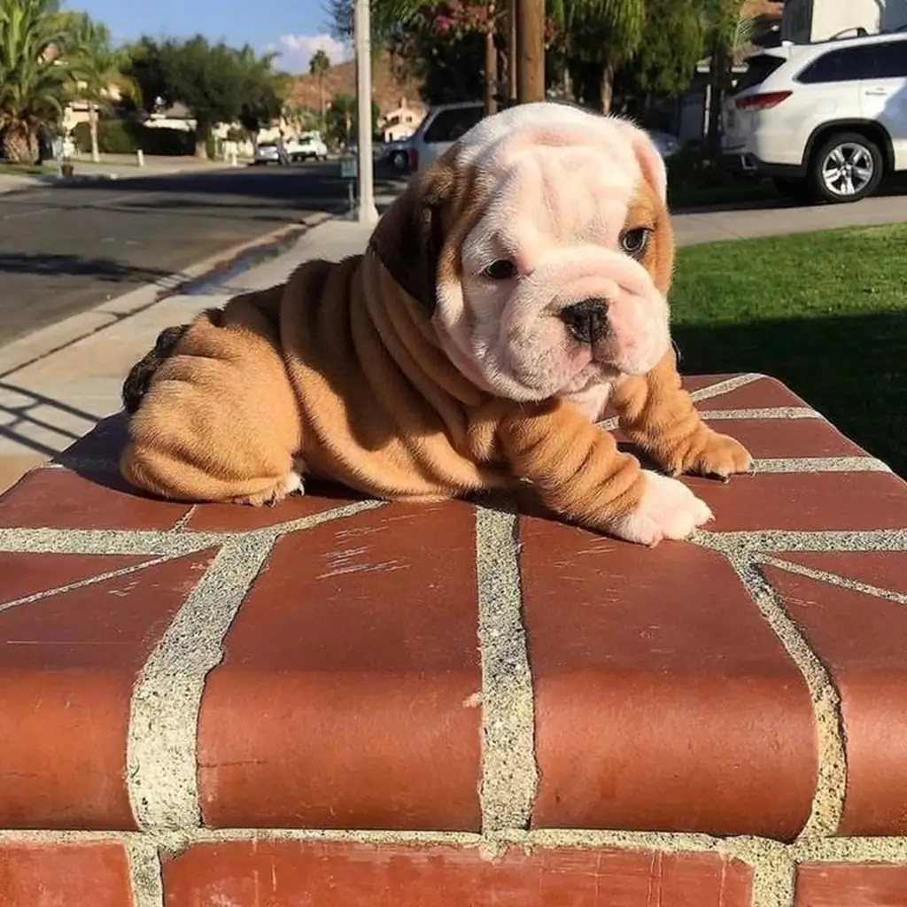Bulldog Inglés rojo, ideal como perro de familia