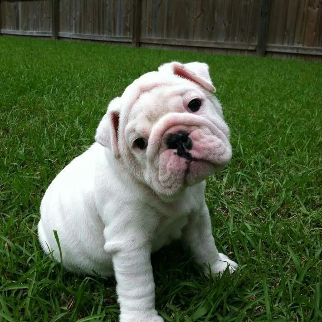 Cuidados diarios de un Bulldog Inglés