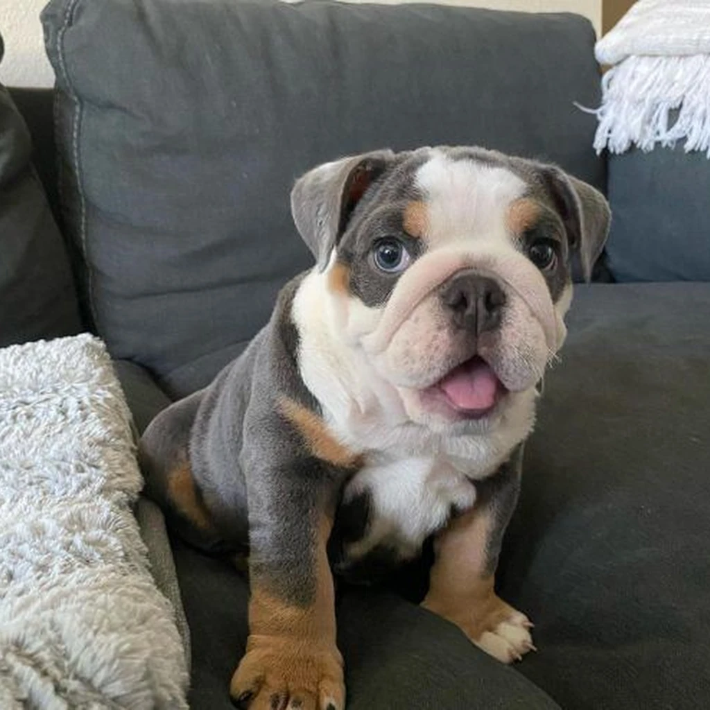 Bulldog Inglés Blue — ejemplar 3