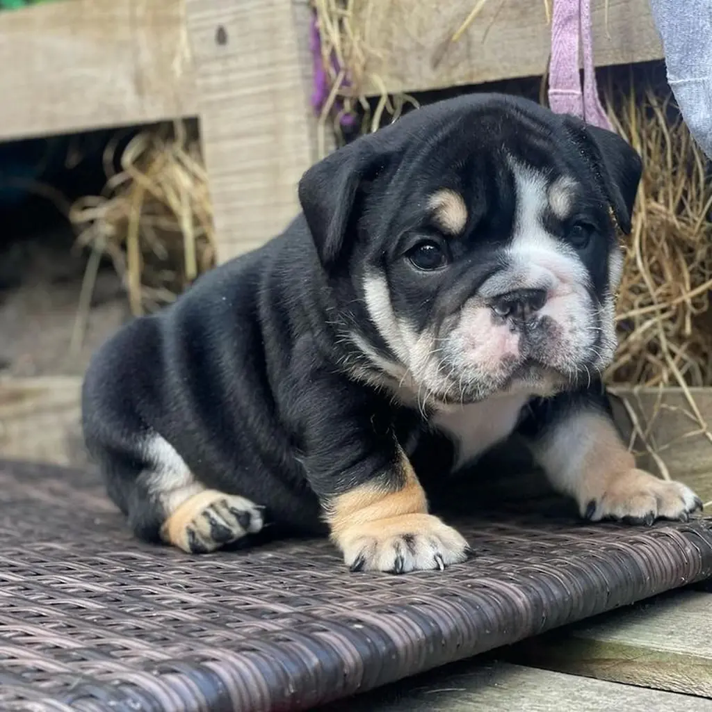 Bulldog Inglés Black and Tan — ejemplar 2