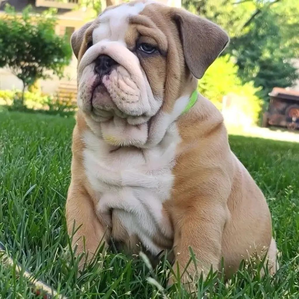 Bulldog Inglés Fawn — ejemplar 4