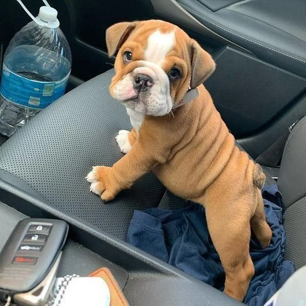 Bulldog Inglés Red — ejemplar 4