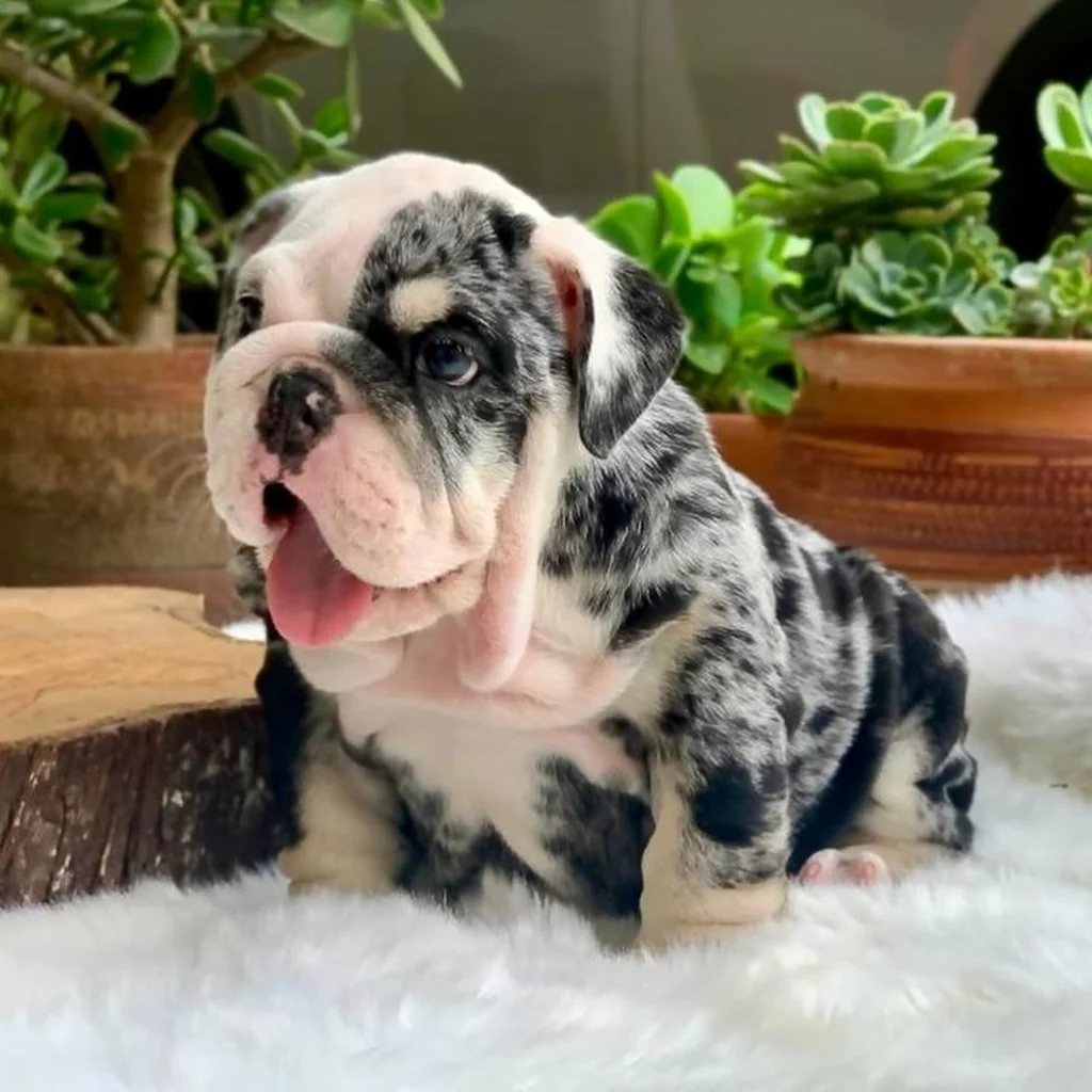 Bulldog Inglés color Black Merle