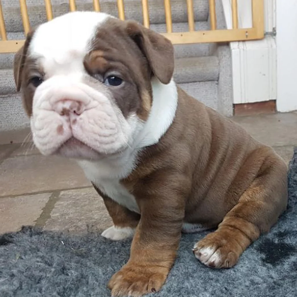 Bulldog Inglés Chocolate — ejemplar 3